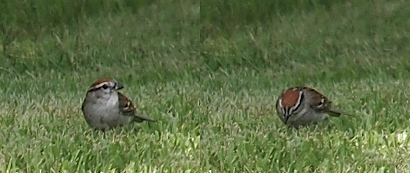 [Two images spliced together. On the left the bird's head is upright and faces to the right as it stands in the grass. The head is brown, but there is a white stripe from the eye to the back of the head. The stomach is white-grey. The rest of the body is mostly brown. On the right the sparrow has its head bent to the ground making the white stripe on both sides of its head visible around the brown at the top of its head.]